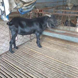 30斤羊羔 纯种黑头杜泊羊价格