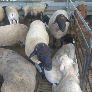 波尔山羊种羊养殖场 2020年活羊价格