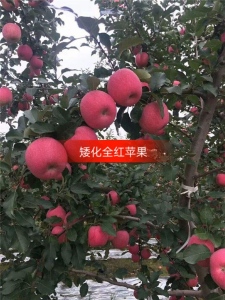 红果短剧中的大小保之秘，红果短剧，大小保之秘的揭露