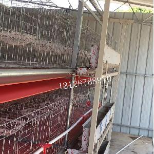 鍍鋅籠 白鴿籠 不生銹鴿子籠 生產 養殖場配件