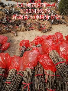 山西大红袍花椒苗种植基地~花椒苗高度1米~地径0.5公分0.6公分