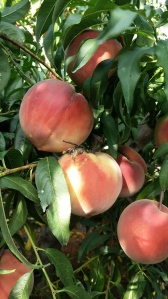 齐鲁巨红桃苗栽培要点、齐鲁巨红桃树苗品种特性介绍