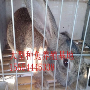 四川最大的兔子养殖基地 离我最近的养兔基地在哪里