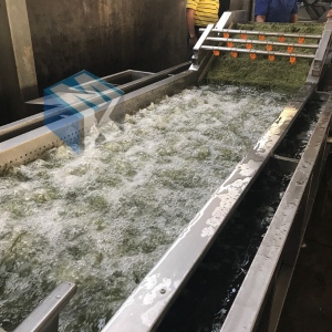厂家专业生产海菜清洗机 龙须菜去泥沙机 海带菜深加工清洗设备