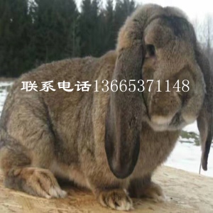 现在公羊兔市场价格行情 纯种公羊兔价格及图片