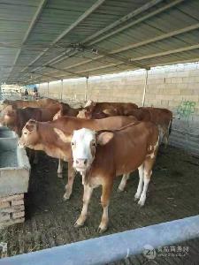 母牛价格300斤西门塔尔牛价格 西门塔尔肉牛价格测
