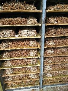 供應批發茶樹菇干鮮品、茶樹菇菌棒