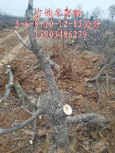 3公分枣树~~3公分枣树种植价格格