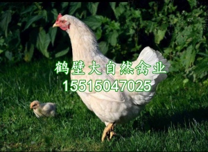90日龄罗曼粉青年鸡代育，30000只90天罗曼粉青年蛋鸡