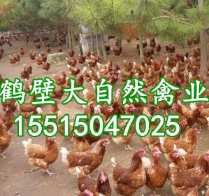 河南60天青年鸡大量出售，|鹤壁60日青年鸡批