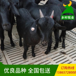 商品羊屠宰肉羊价格现货供应纯种短毛黑山羊价格便宜免费送货