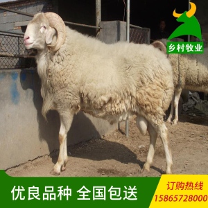 现货批发优质品种小尾寒羊育肥羊 特价处理 乡村牧业肉羊