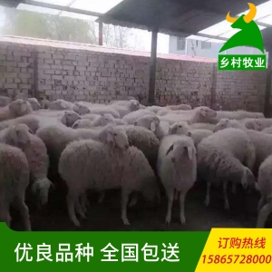 山羊养殖技术 小尾寒羊出售 小尾寒羊包教养殖 电话议价