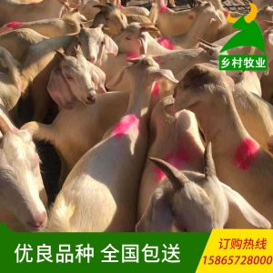 供应纯种改良小尾寒羊 白山羊羊羔饲养技术  种羊价格