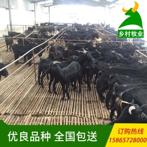 乡村牧业 黑山羊养殖特价处理 黑山羊价格 黑山羊羊羔批发