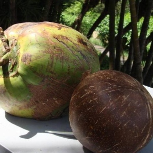 海南现货供应带皮青椰嫩椰青多汁椰子价格