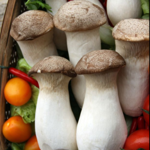 厂家出售食品级优质菌类杏鲍菇
