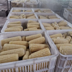 全自動速凍玉米棒加工成套設備 煮粘玉米的設備價格