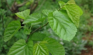 全自动桑芽菜茶深加工清洗漂烫流水线 桑叶涡流清洗设备