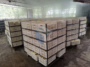 大型全自动速冻粘玉米加工设备 甜糯玉米棒蒸煮机 蒸玉米机器