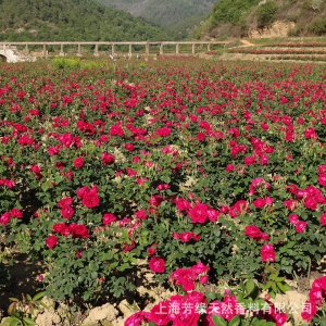 玫瑰水重瓣紅玫瑰花瓣細胞水批發