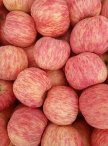 天津红富士苹果苗木