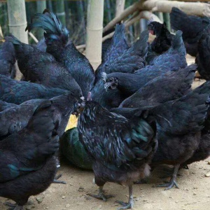 大型五黑鸡的孵化基地常年出售成年鸡 幼苗