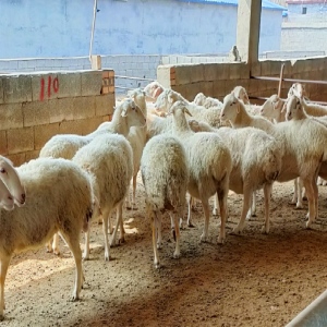 銅川 出售杜泊綿羊 杜泊綿羊養羊場