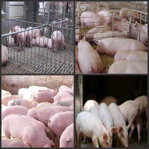农业土黑猪广东梅州一头价格二元猪种猪