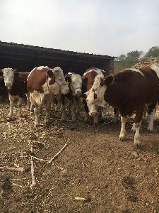 大型养牛基地出售牛犊2020牛犊的价格