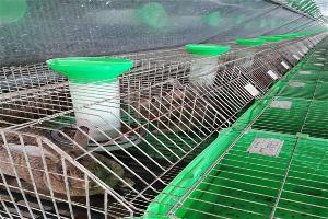 中山养殖兔子卖了肉兔养殖回收