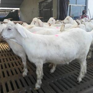 山东美国白山羊养殖基地 白山羊价格 羊羔