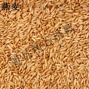 新型燕麦莜麦脱皮机厂家 燕麦专用去皮机价格