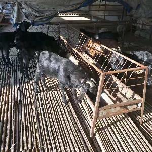 杜泊羊种羊基地养殖厂送货到家
