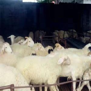 30斤的波尔山羊价格报价一斤全国直发