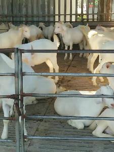 肉羊一斤价格报价养殖基地送货到家