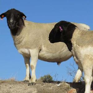 山东大型养殖场有澳洲白羊绵羊小尾寒羊