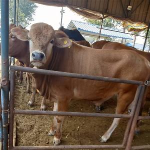 海东地区购买肉牛犊育肥肉牛犊