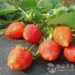 大量出售四季草莓苗黑龍江四季草莓苗