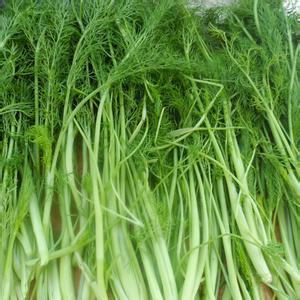 美康全自动茴香菜清洗机 茴香馅漂烫燎水冷却流水线