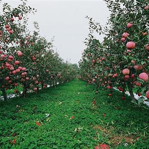 红富士苹果包装 冷库红富士苹果总产量