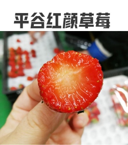 北京平谷本地爆漿紅顏草莓?，采用蜜蜂授粉（大、中、小果）